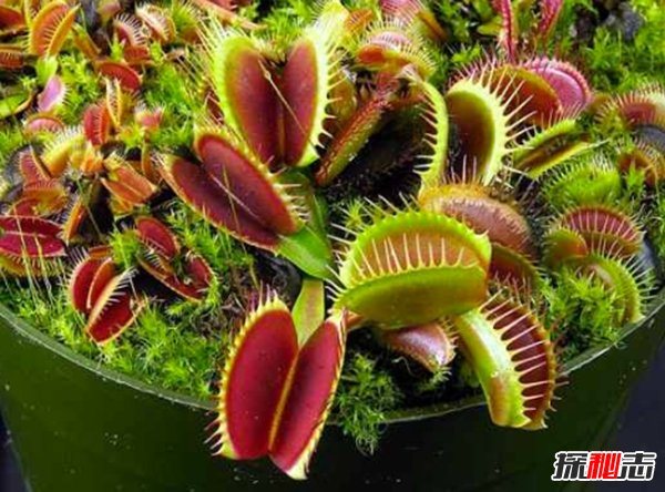 食肉植物怎样捕食猎物?世界上最可怕的10大食肉植物581 / 作者:UFO爱好者 / 帖子ID:97385
