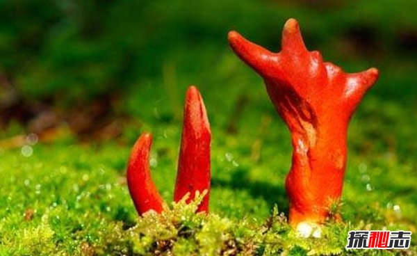 大自然最不可少的十种生物 你知道都有哪些吗?(重要万分)126 / 作者:UFO爱好者 / 帖子ID:97720