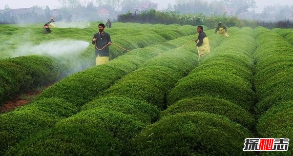 哪个国家的用水最多?盘点世界上用水最多的十大国家339 / 作者:UFO爱好者 / 帖子ID:96349