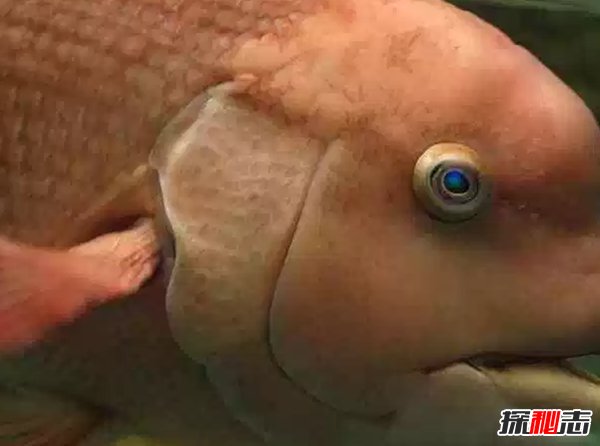 世界上最吓人的十大鱼类 见了它们赶紧躲远(吓死不偿命)393 / 作者:UFO爱好者 / 帖子ID:96350