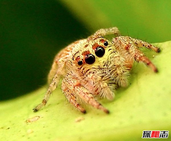 世界上哪种蜘蛛最厉害?世界上10大最厉害的蜘蛛(附图)140 / 作者:UFO爱好者 / 帖子ID:96559