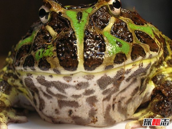 全世界最漂亮的10种青蛙 第八装死高手,第四美到惊艳895 / 作者:UFO爱好者 / 帖子ID:96895