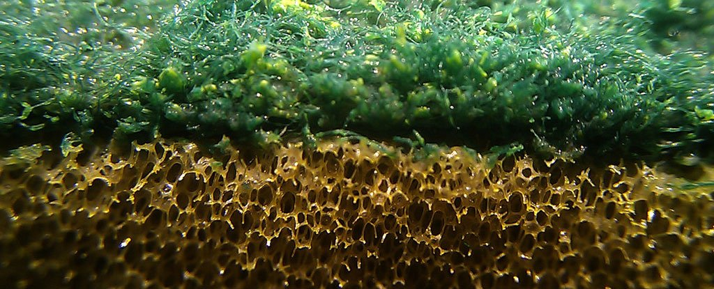 厨房海绵细菌数量堪比排泄物，还越洗越脏646 / 作者:UFO爱好者 / 帖子ID:86021