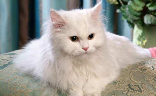 孟加拉猫是什么猫?亚洲豹猫和短毛猫交配后的品种551 / 作者:UFO爱好者 / 帖子ID:77208