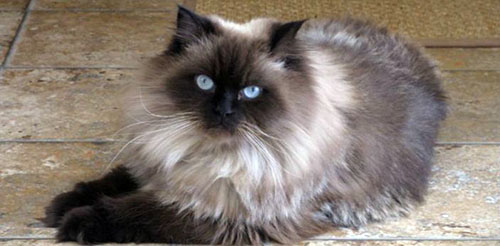 孟加拉猫是什么猫?亚洲豹猫和短毛猫交配后的品种577 / 作者:UFO爱好者 / 帖子ID:77208