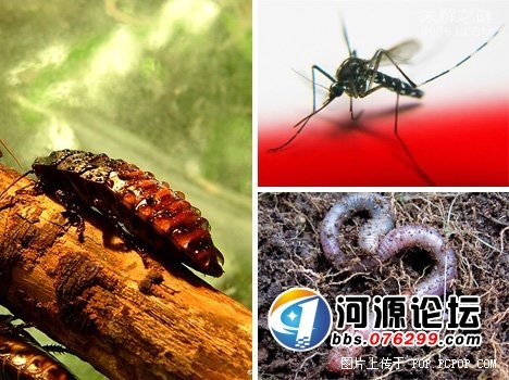 它能在充满辐射的外太空中生存,盘点十大生命力极强的生物848 / 作者:UFO爱好者 / 帖子ID:82156