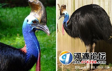 它能在充满辐射的外太空中生存,盘点十大生命力极强的生物653 / 作者:UFO爱好者 / 帖子ID:82156