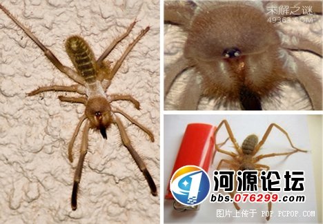 它能在充满辐射的外太空中生存,盘点十大生命力极强的生物149 / 作者:UFO爱好者 / 帖子ID:82156