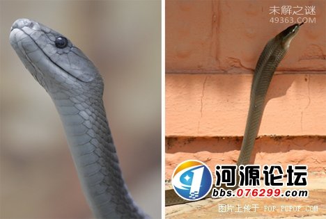 它能在充满辐射的外太空中生存,盘点十大生命力极强的生物204 / 作者:UFO爱好者 / 帖子ID:82156