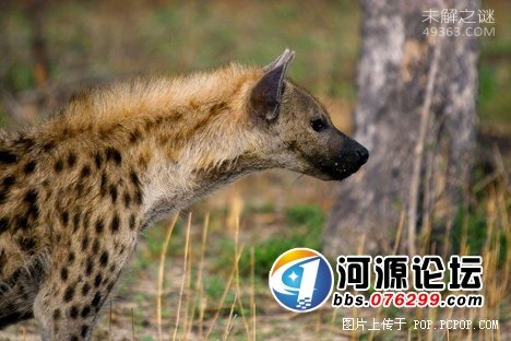 它能在充满辐射的外太空中生存,盘点十大生命力极强的生物177 / 作者:UFO爱好者 / 帖子ID:82156