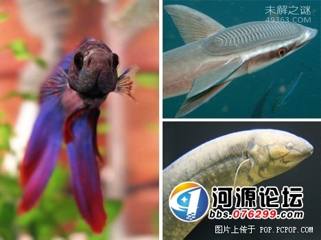 它能在充满辐射的外太空中生存,盘点十大生命力极强的生物946 / 作者:UFO爱好者 / 帖子ID:82156