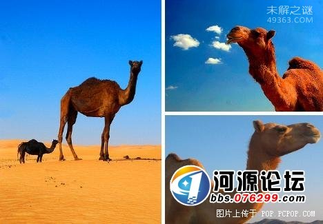它能在充满辐射的外太空中生存,盘点十大生命力极强的生物376 / 作者:UFO爱好者 / 帖子ID:82156
