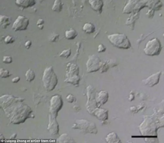 人工精子已能孕育生命，将引发下一场生殖革命？483 / 作者:UFO爱好者 / 帖子ID:85873