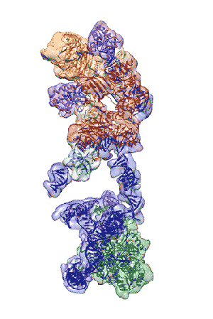 解开衰老谜题第一步：科学家获得端粒酶高清3D分子结构37 / 作者:UFO爱好者 / 帖子ID:85673