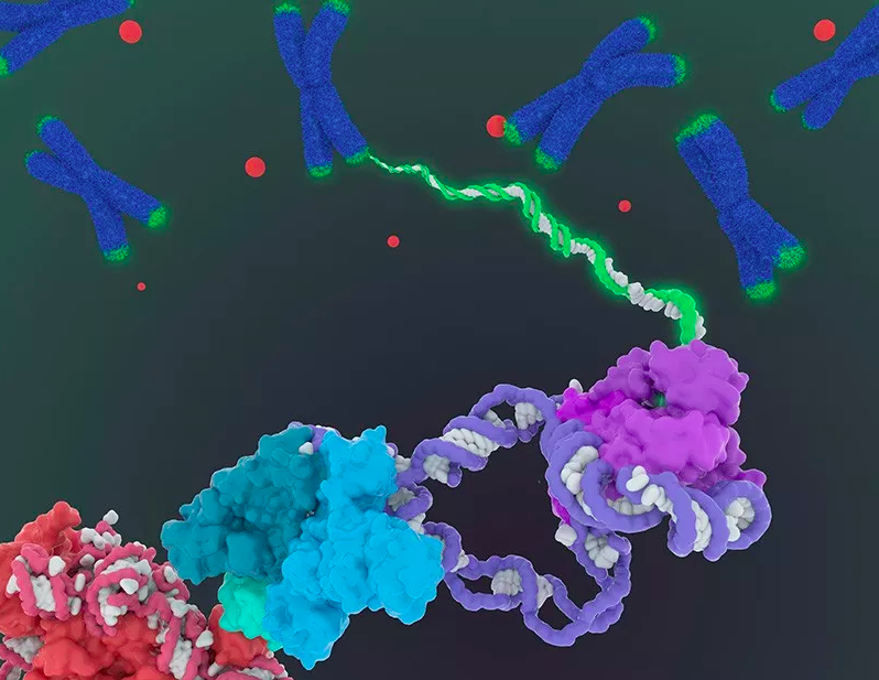 解开衰老谜题第一步：科学家获得端粒酶高清3D分子结构744 / 作者:UFO爱好者 / 帖子ID:85673