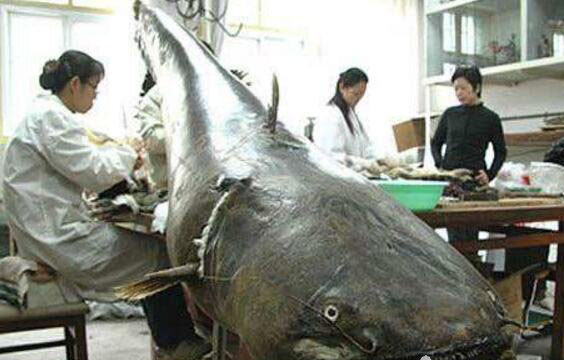 10大凶猛淡水鱼：尼罗河鲈鱼吃食很凶猛(食肉性鱼类)745 / 作者:UFO爱好者 / 帖子ID:79676