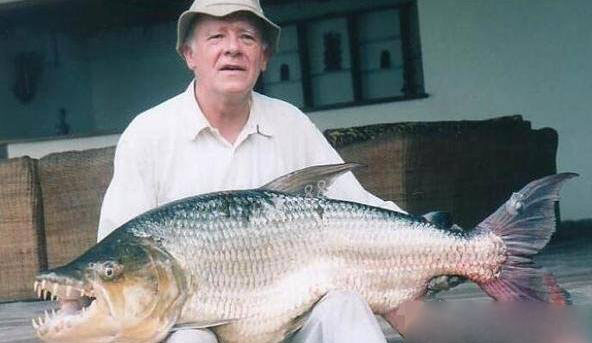 10大凶猛淡水鱼：尼罗河鲈鱼吃食很凶猛(食肉性鱼类)889 / 作者:UFO爱好者 / 帖子ID:79676