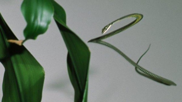 科学家揭开金花蛇飞行之谜 空中变身滑翔机855 / 作者:UFO爱好者 / 帖子ID:86537