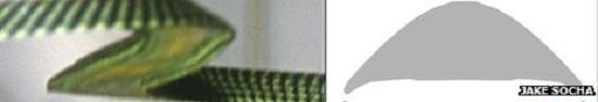 科学家揭开金花蛇飞行之谜 空中变身滑翔机608 / 作者:UFO爱好者 / 帖子ID:86537