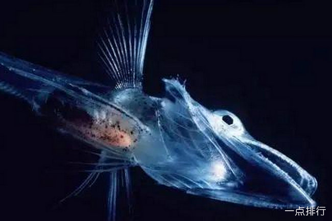 世界上最恐怖最罕见的动物756 / 作者:UFO爱好者 / 帖子ID:76650