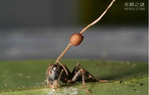 现实存在的恐怖僵尸案例 河豚毒素可让人变成僵尸839 / 作者:UFO爱好者 / 帖子ID:75839