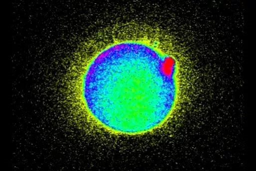 太空爱爱能让人类繁衍后代吗？405 / 作者:UFO爱好者 / 帖子ID:85352