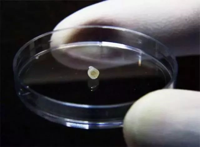 科学研究一定要用动物做实验吗？241 / 作者:UFO爱好者 / 帖子ID:85346