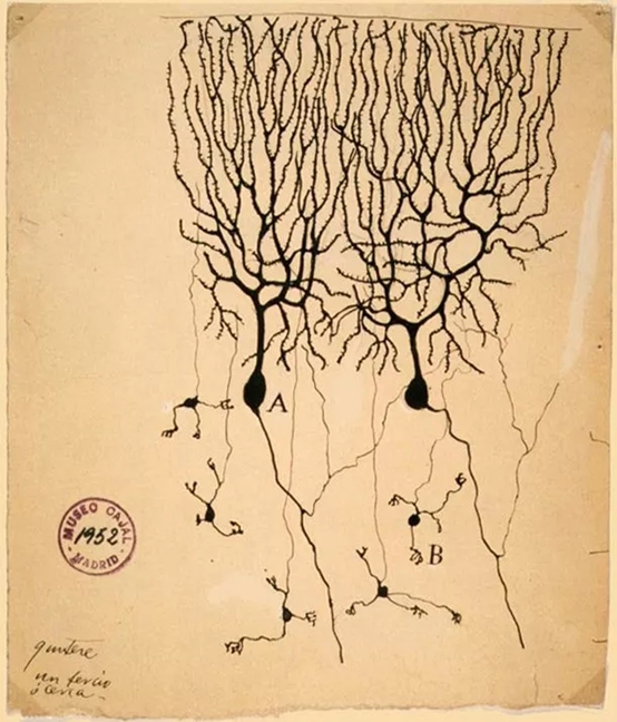 数百幅灵魂画作，让他收获诺奖、成为现代神经科学之父810 / 作者:UFO爱好者 / 帖子ID:67333