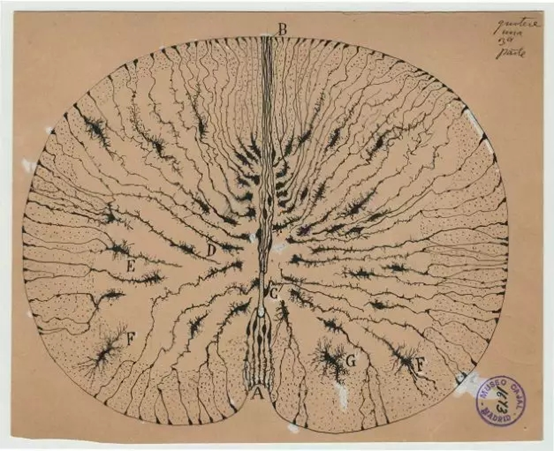 数百幅灵魂画作，让他收获诺奖、成为现代神经科学之父234 / 作者:UFO爱好者 / 帖子ID:67333