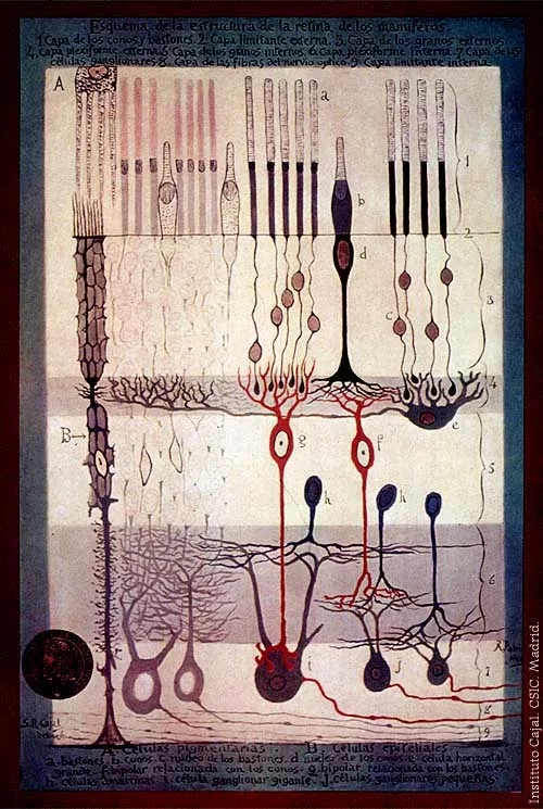 数百幅灵魂画作，让他收获诺奖、成为现代神经科学之父275 / 作者:UFO爱好者 / 帖子ID:67333