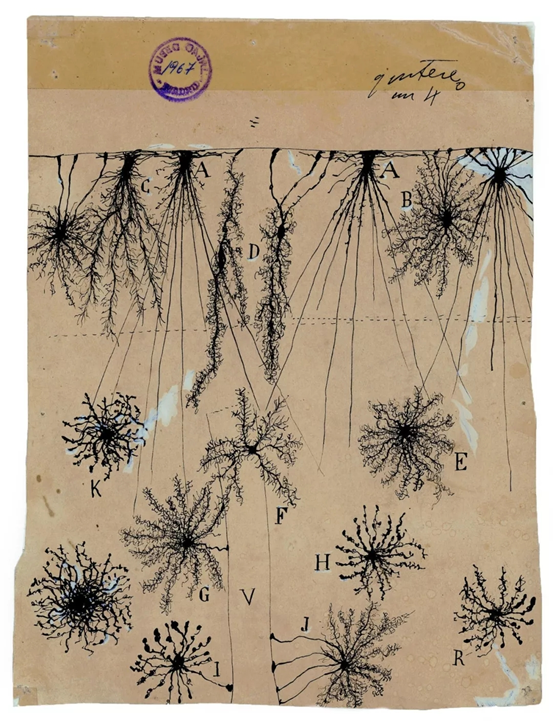 数百幅灵魂画作，让他收获诺奖、成为现代神经科学之父967 / 作者:UFO爱好者 / 帖子ID:67333