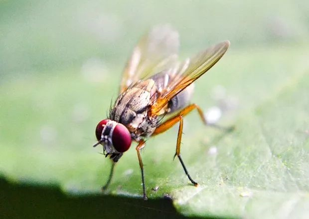 可能吗？你体内有50%的香蕉基因983 / 作者:UFO爱好者 / 帖子ID:85303