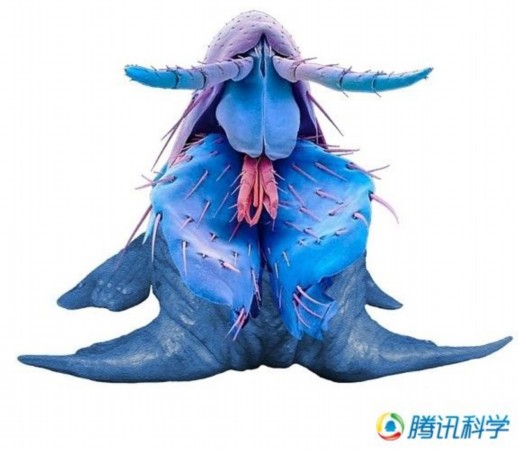 外星生物可能会长成这样358 / 作者:UFO爱好者 / 帖子ID:84240