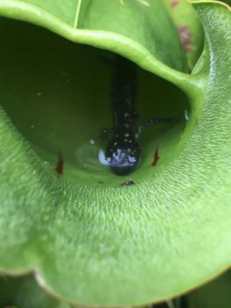 科学家首次发现猪笼草以脊椎动物为食326 / 作者:UFO爱好者 / 帖子ID:85115 科学家首次发现猪笼草以脊椎动物为食326 / 作者:UFO爱好者 / 帖子ID:85115