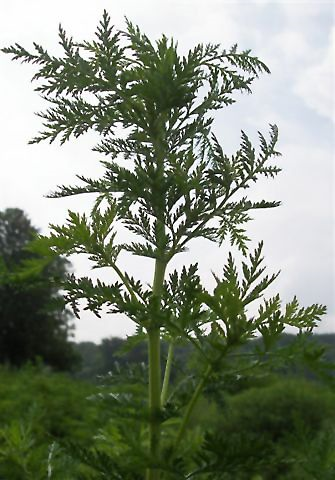 青蒿素衍生物治疗红斑狼疮进入II期临床试验299 / 作者:UFO爱好者 / 帖子ID:84846 青蒿素衍生物治疗红斑狼疮进入II期临床试验299 / 作者:UFO爱好者 / 帖子ID:84846