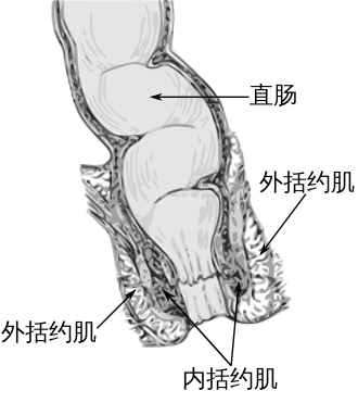 得痔疮不是你的错,只怪人类没进化好279 / 作者:UFO爱好者 / 帖子ID:84525 得痔疮不是你的错,只怪人类没进化好279 / 作者:UFO爱好者 / 帖子ID:84525