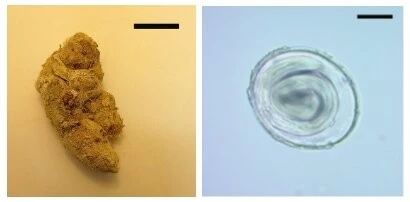 美洲狮中发现最古老的寄生虫DNA46 / 作者:UFO爱好者 / 帖子ID:84356 美洲狮中发现最古老的寄生虫DNA46 / 作者:UFO爱好者 / 帖子ID:84356