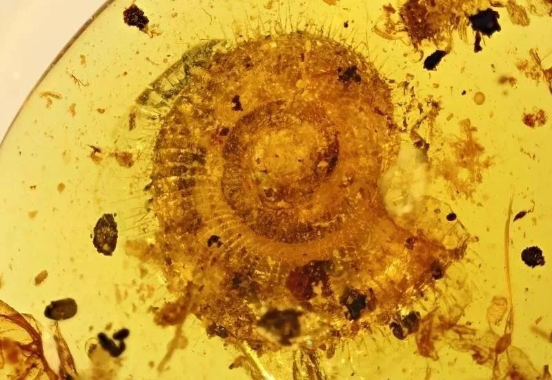 一亿年前的琥珀中发现陆生蜗牛672 / 作者:UFO爱好者 / 帖子ID:83910