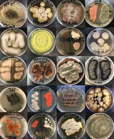 科学家发现特异的海洋真菌186 / 作者:UFO爱好者 / 帖子ID:83776 科学家发现特异的海洋真菌186 / 作者:UFO爱好者 / 帖子ID:83776