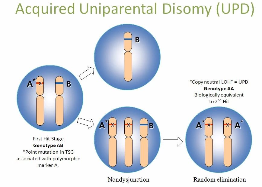 父母给你的染色体数量可能根本不一样846 / 作者:UFO爱好者 / 帖子ID:83706