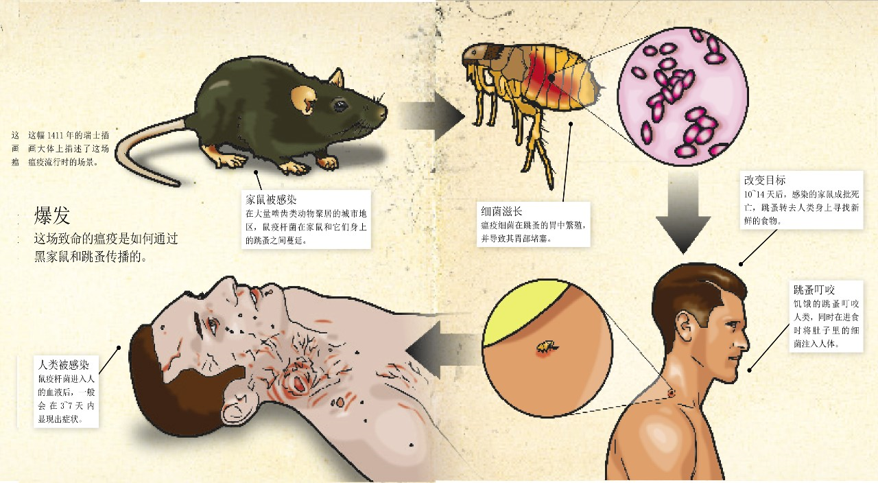 鼠疫：史上最可怕的瘟疫764 / 作者:UFO爱好者 / 帖子ID:83623