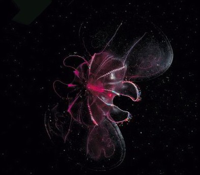 盘点神秘罕见的海怪 果冻状的＂透明虾＂819 / 作者:UFO爱好者 / 帖子ID:84189