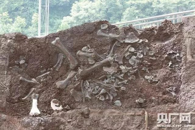 重庆云阳发现新恐龙动物群922 / 作者:UFO爱好者 / 帖子ID:83186 重庆云阳发现新恐龙动物群922 / 作者:UFO爱好者 / 帖子ID:83186