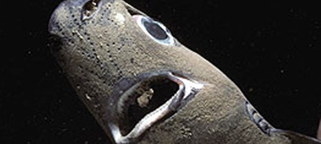 盘点海洋世界中最奇特的十种鲨鱼91 / 作者:UFO爱好者 / 帖子ID:76165