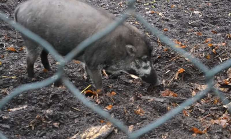 还以为＂猪脑子＂是在骂人？其实猪的智商高到爆表705 / 作者:UFO爱好者 / 帖子ID:83112