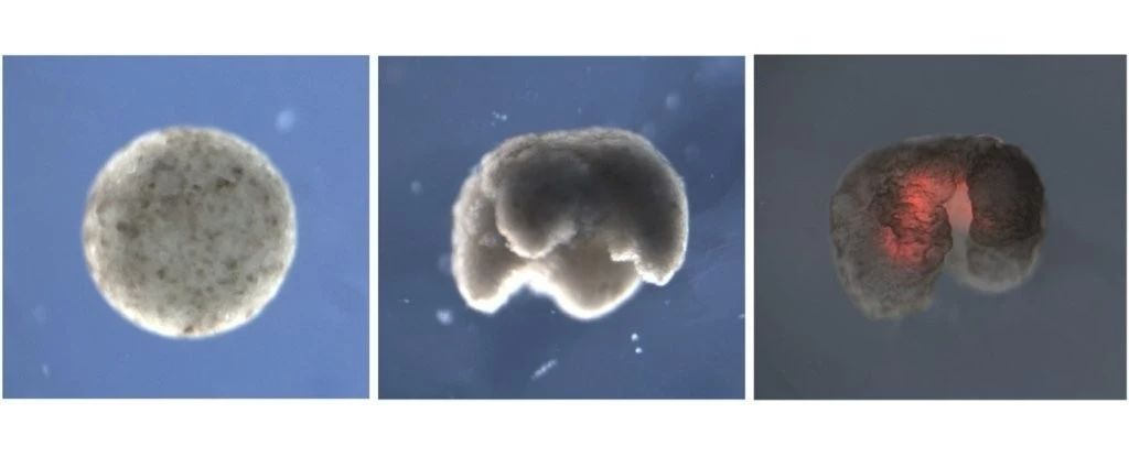 科学家研发出首个活体机器人！832 / 作者:UFO爱好者 / 帖子ID:82944