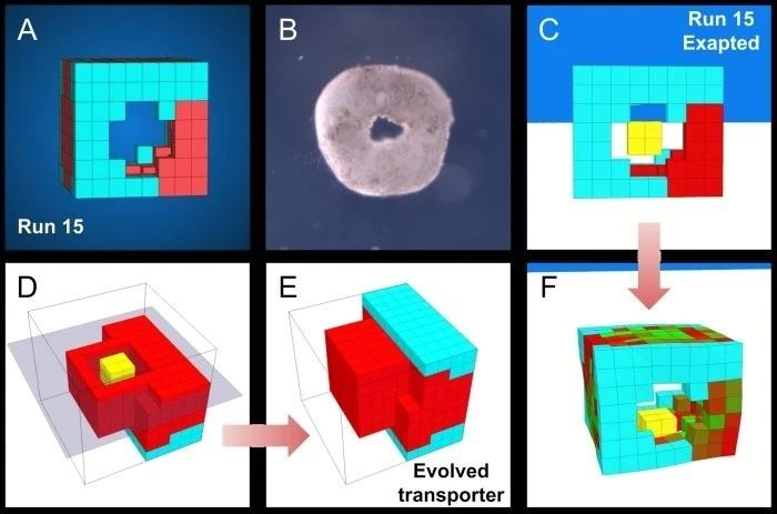 科学家研发出首个活体机器人！546 / 作者:UFO爱好者 / 帖子ID:82944