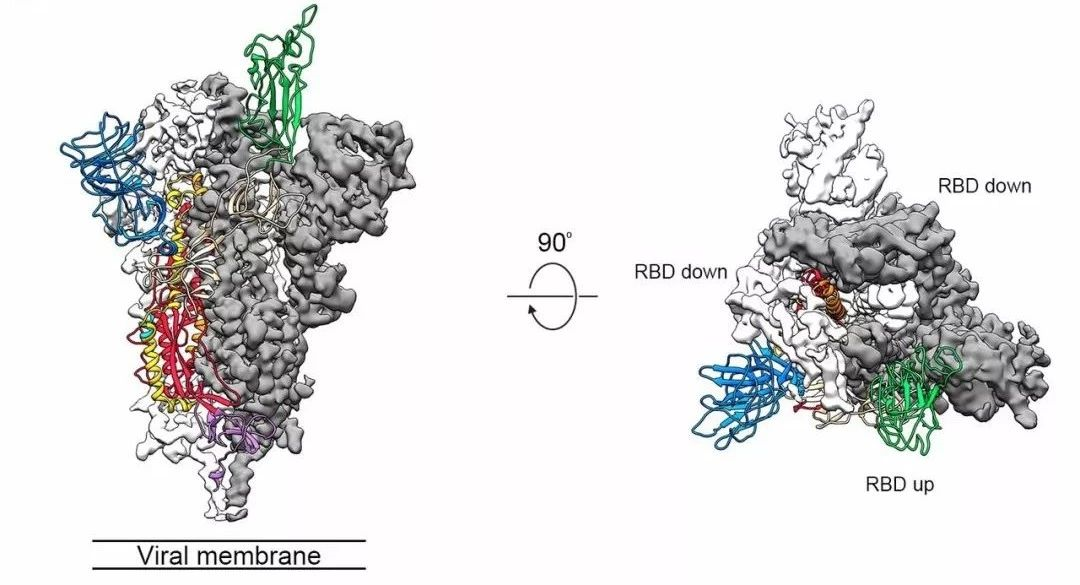 解析Science新冠病毒论文：S蛋白电镜图首次公布202 / 作者:UFO爱好者 / 帖子ID:82569