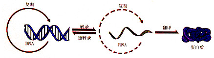 病毒把祖传基因写入我们体内 却让我们更好地活着159 / 作者:UFO爱好者 / 帖子ID:82557 病毒把祖传基因写入我们体内 却让我们更好地活着159 / 作者:UFO爱好者 / 帖子ID:82557