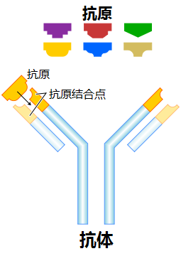 人体防御病毒的免疫力究竟是什么？457 / 作者:UFO爱好者 / 帖子ID:82494